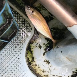 メクリアジ  須磨  純栄丸