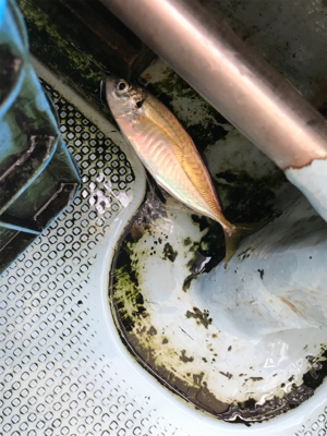 メクリアジ  須磨  純栄丸