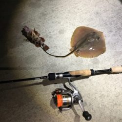 飾磨で尺超え出た!