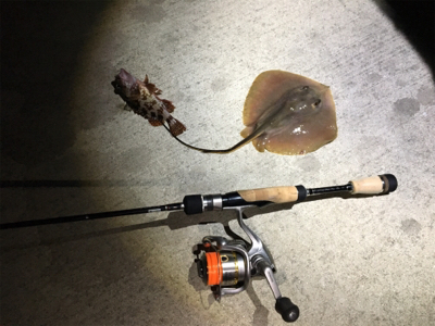 飾磨で尺超え出た!