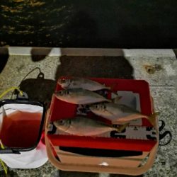 アジング練習中のおっさんです