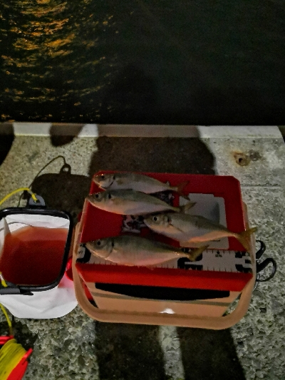 アジング練習中のおっさんです