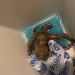 アジが釣りたいのにーーーー