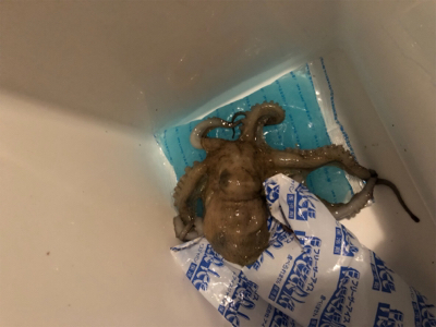 アジが釣りたいのにーーーー