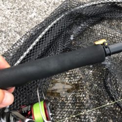 神戸湾奥でカレイ！？