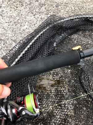 神戸湾奥でカレイ！？