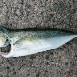 サビキにノマセ