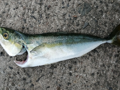 サビキにノマセ