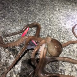 夜釣り楽し過ぎ!