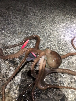 夜釣り楽し過ぎ!