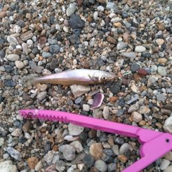 小さくても真鯛