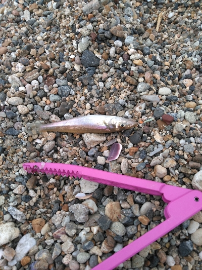 小さくても真鯛