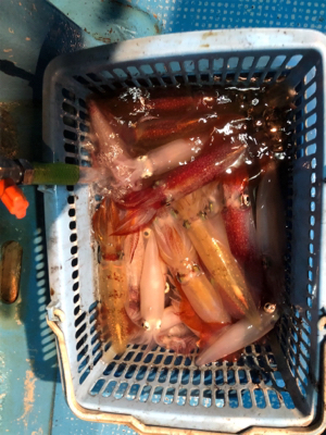 イカメタルでマイカラッシュ