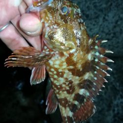 ナイトアジング