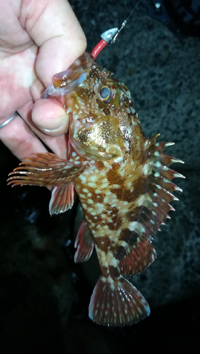 ナイトアジング