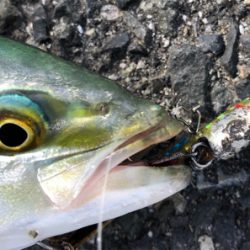 ジグサビキでツバス、豆アジ、マイワシ