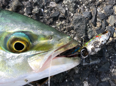 ジグサビキでツバス、豆アジ、マイワシ