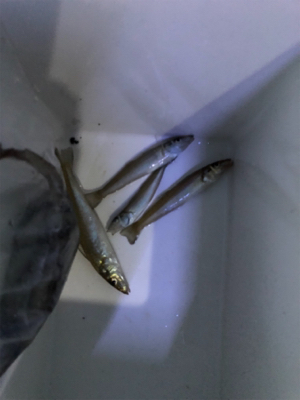 チョイ投げデビュー