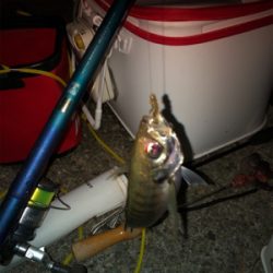 テトラでウキ釣り