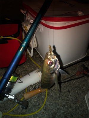 テトラでウキ釣り