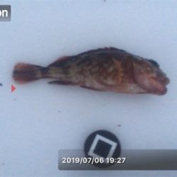 ベララッシュの締めくくりは中鯖