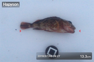 ベララッシュの締めくくりは中鯖