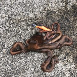 タコシーズン開幕