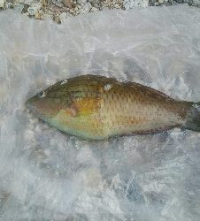 1年ぶりのキス釣り!!