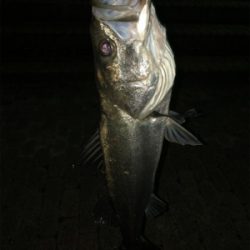 青物楽しー！！