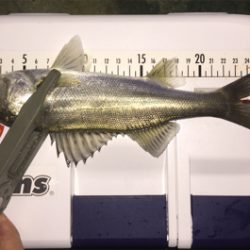 久しぶりの、ええアジ！