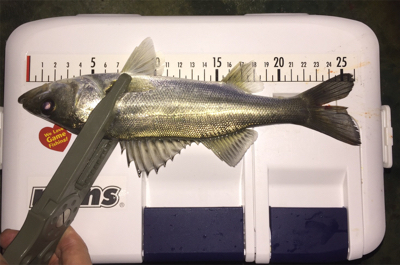 久しぶりの、ええアジ！