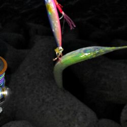 タコシーズン調査