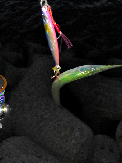 タコシーズン調査