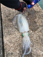 夏イカキターーッ♪─O(≧∇≦)O─♪