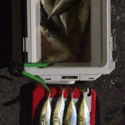 アジング練習中