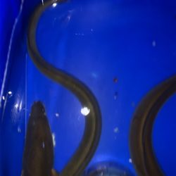 夕方からうなぎ釣り