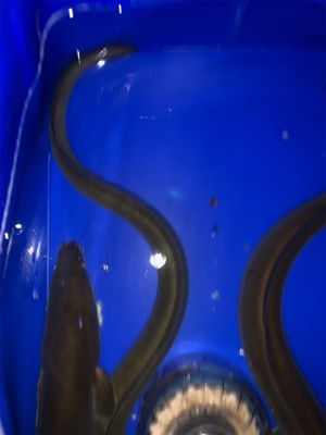 夕方からうなぎ釣り