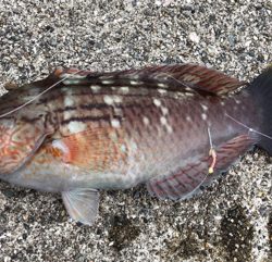 あと少しでハマチ^_^