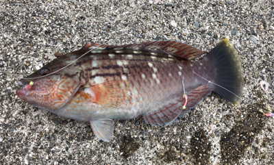 あと少しでハマチ^_^