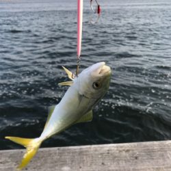 ちびっ子サイズ