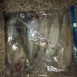 美味しいイカ？お任せあれ！！