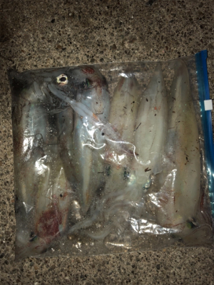 美味しいイカ？お任せあれ！！