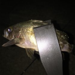 初投稿でーす！