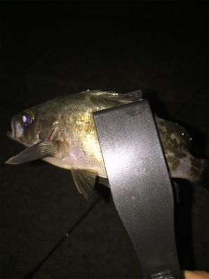 初投稿でーす！