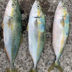 シーバスロッド