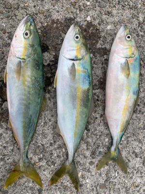 シーバスロッド