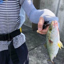 コウイカにツバス