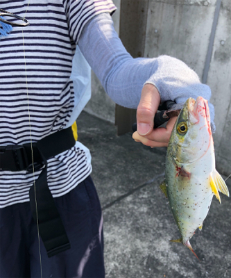 コウイカにツバス