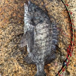 宇野沖 磯フカセ