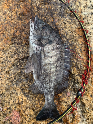 宇野沖 磯フカセ